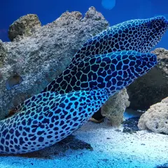Ile kosztuje bilet do oceanarium w Kołobrzegu? Ceny i zniżki