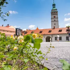 Kwiaty na pierwszym planie, w tle wieża ratuszowa i zabudowania. Idealne miejsce na spacer po trasie żywiec.