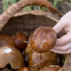 Gdzie na grzyby w Kołobrzegu? Odkryj najlepsze lokalizacje na udane grzybobranie