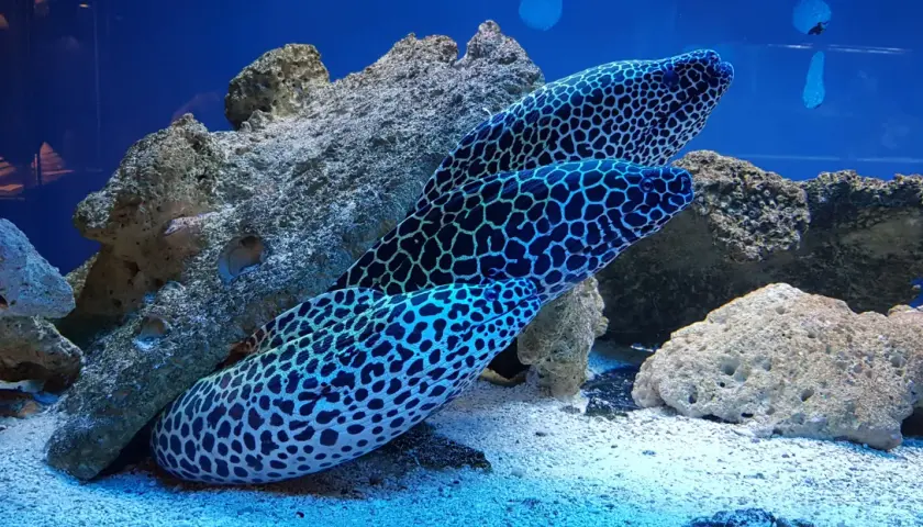 Ile kosztuje bilet do oceanarium w Kołobrzegu? Ceny i zniżki