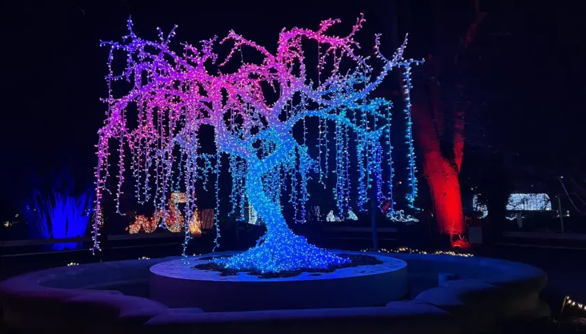 Magiczne iluminacje świetlne w Warszawie: drzewo ozdobione tysiącami kolorowych lampek, tworzące tęczowy wodospad światła.