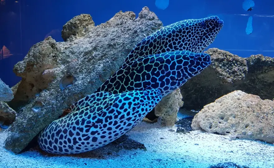Ile kosztuje bilet do oceanarium w Kołobrzegu? Ceny i zniżki