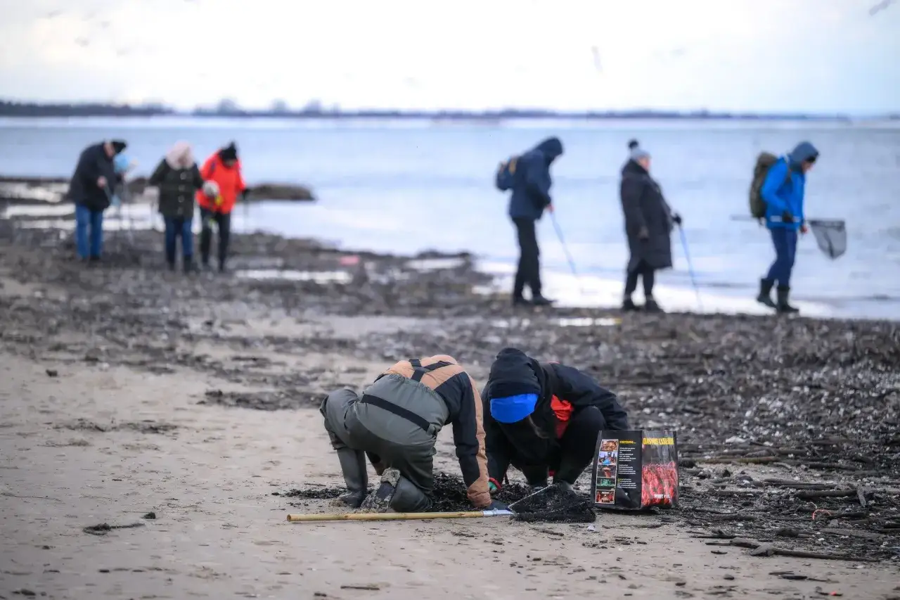 Ludzie szukają bursztynu nad Bałtykiem. Na pierwszym planie dwie osoby klęczą, przeszukując plażę. W tle widać innych spacerowiczów.